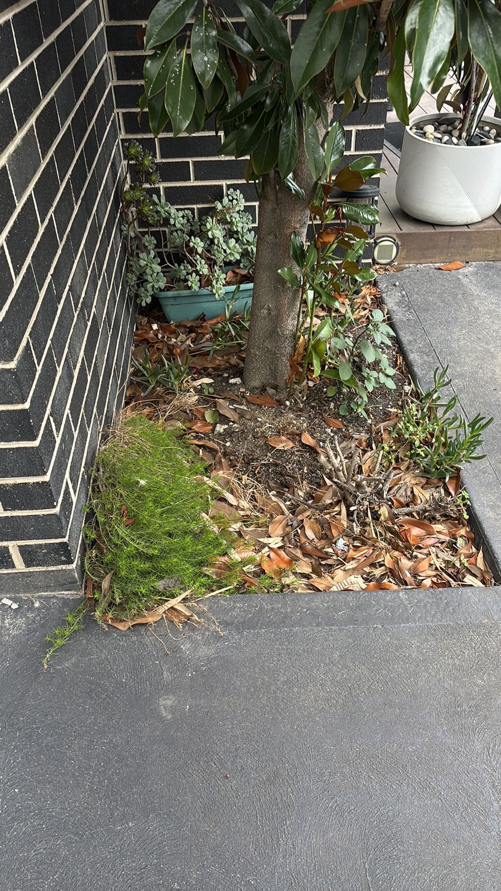 Garden bed and plants against the wall, creating conditions termites favour, found during a building and pest inspection in Braybrook