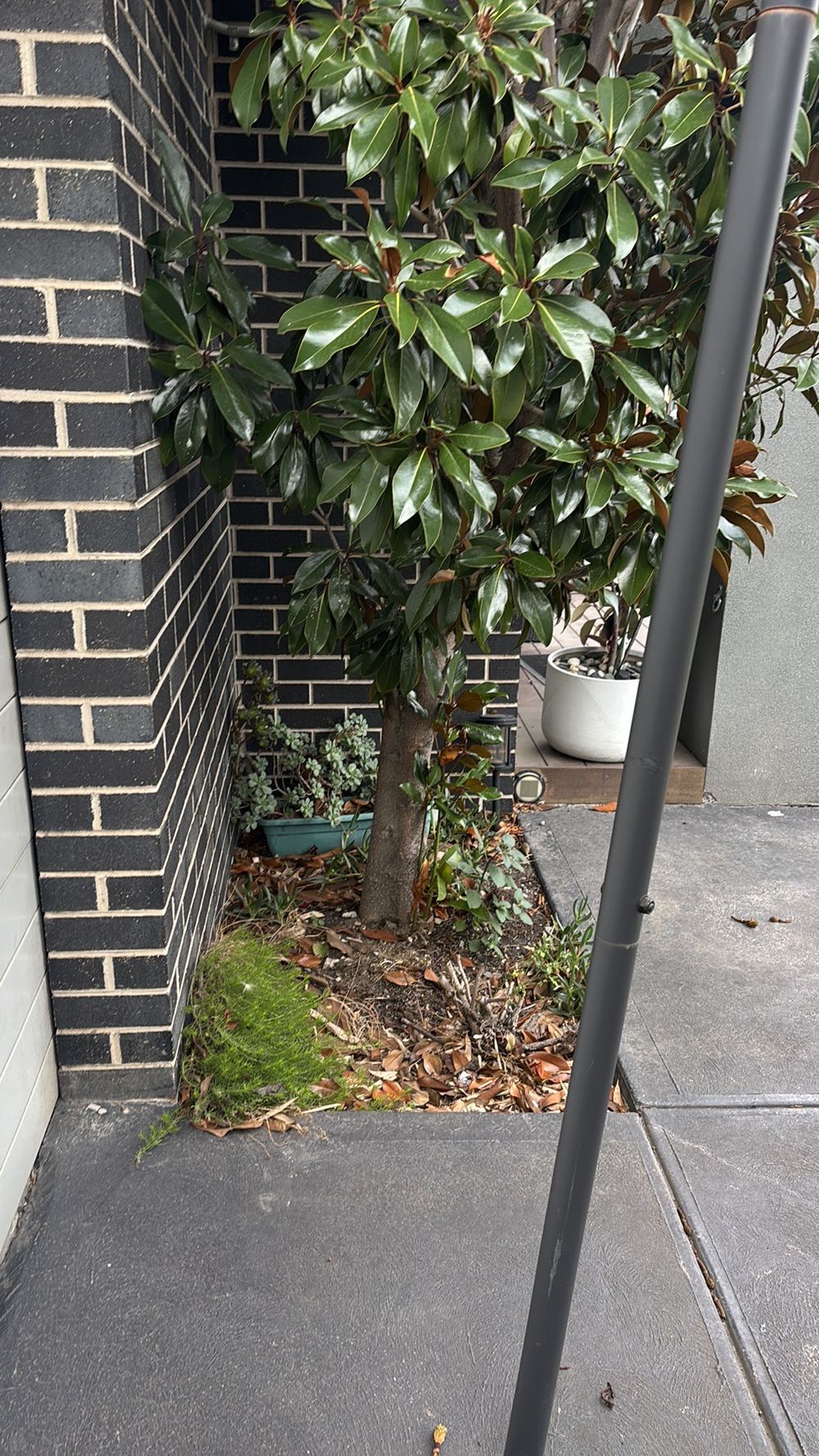 Tree growing hard against the foundations, where roots can disturb footings, found during a building and pest inspection in Braybrook